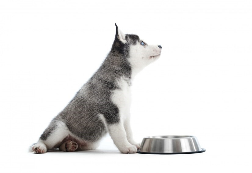 An Overview Of Acana Dog Food For The First-Time Buyers