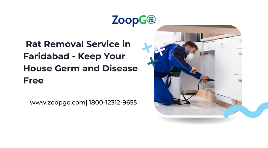 Rat Removal Service in Faridabad - Keep Your House Germ and Disease Free