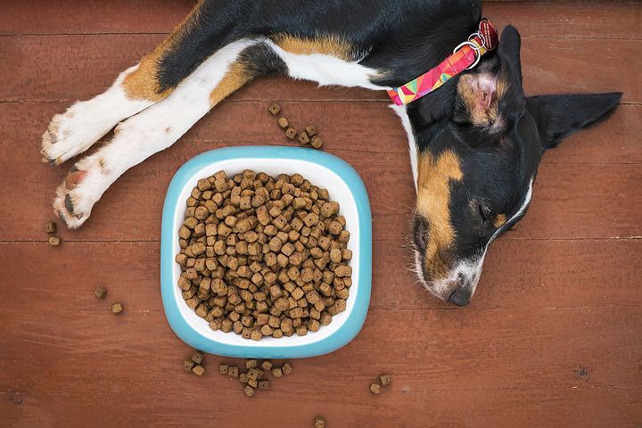 What are the Benefits of Feeding Dog Food Dry for Your Furry Friend?