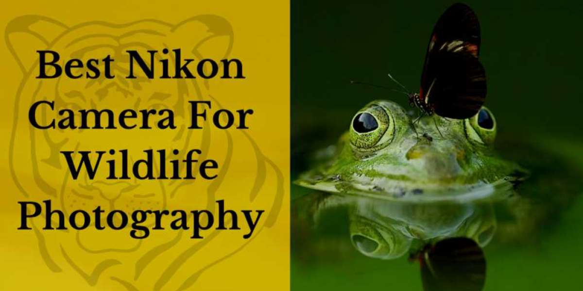 5 Best Nikon Cameras For Wildlife Photography in 2022