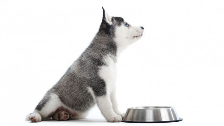 Carnivora Dog Food: Dog Food Nutrition: A Review | Bloggalot.com