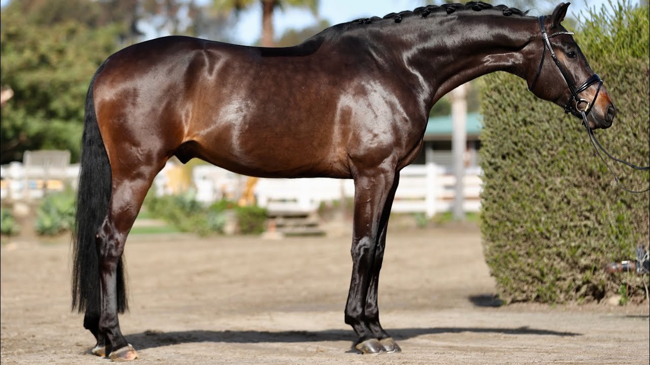 Nobel Steed Stables — 10 Perks Of Buying Horses For Sale Online - Give...
