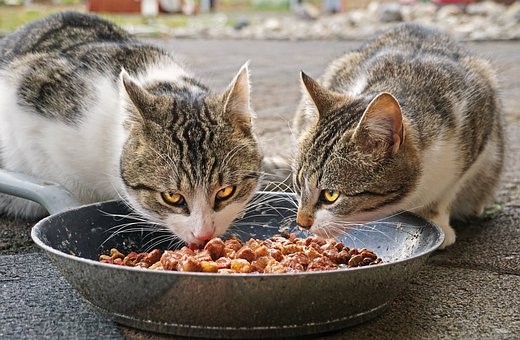 Canada Fresh Cat Food: All You Need to Know About Cat Foods, A Review