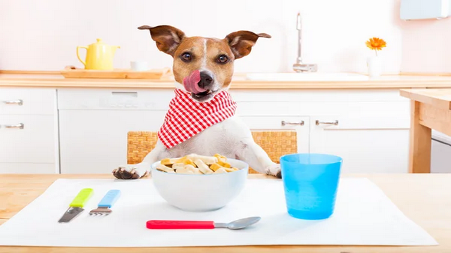 Dry Food Dog: Is it Good for Dogs with Dry Skin