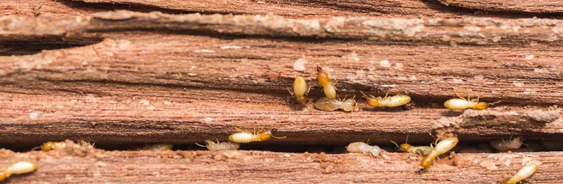 Adelaide Plains Pest Services Cover Image