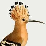 Hoopoe Bird Profile Picture