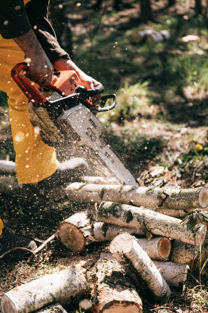 Certified Arborists Offer Individualised Tree Care – Woodland Tree Johns Creek