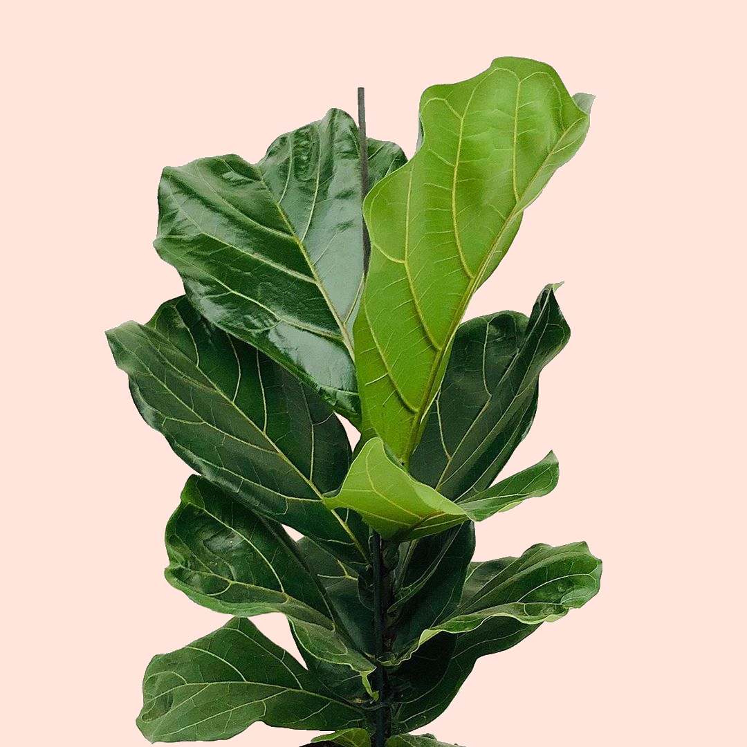 The Complete Guide To Fiddle Leaf Fig (Ficus Lyrata) Plant Care