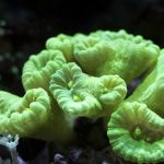 Candy Corals Profile Picture