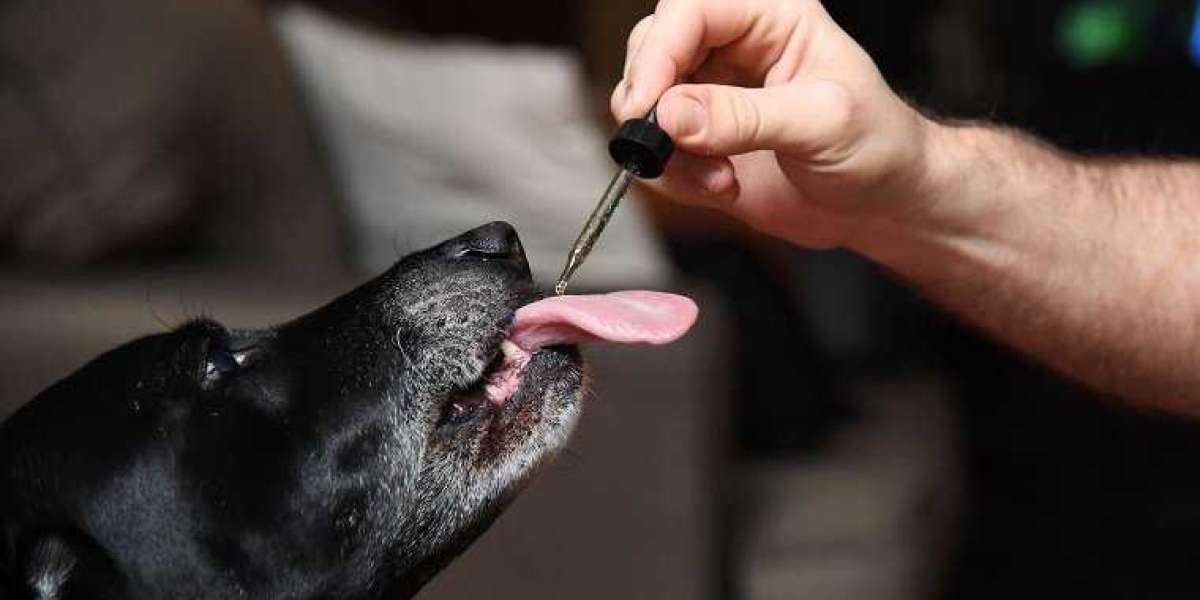 Best CBD Oil For Dogs Is Most Trusted Online