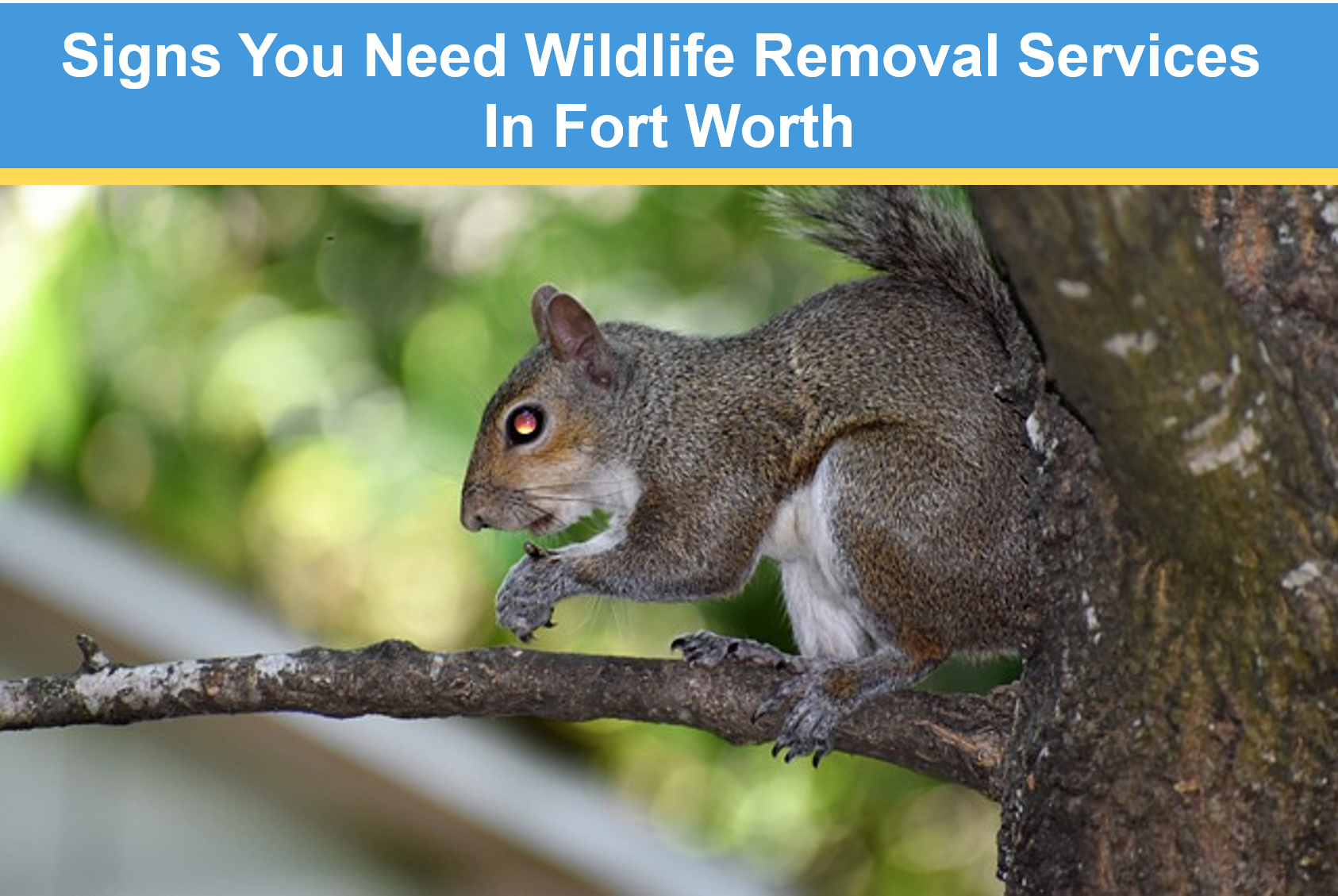 Signs You Need Wildlife Removal Services in Fort Worth | Critter Stop