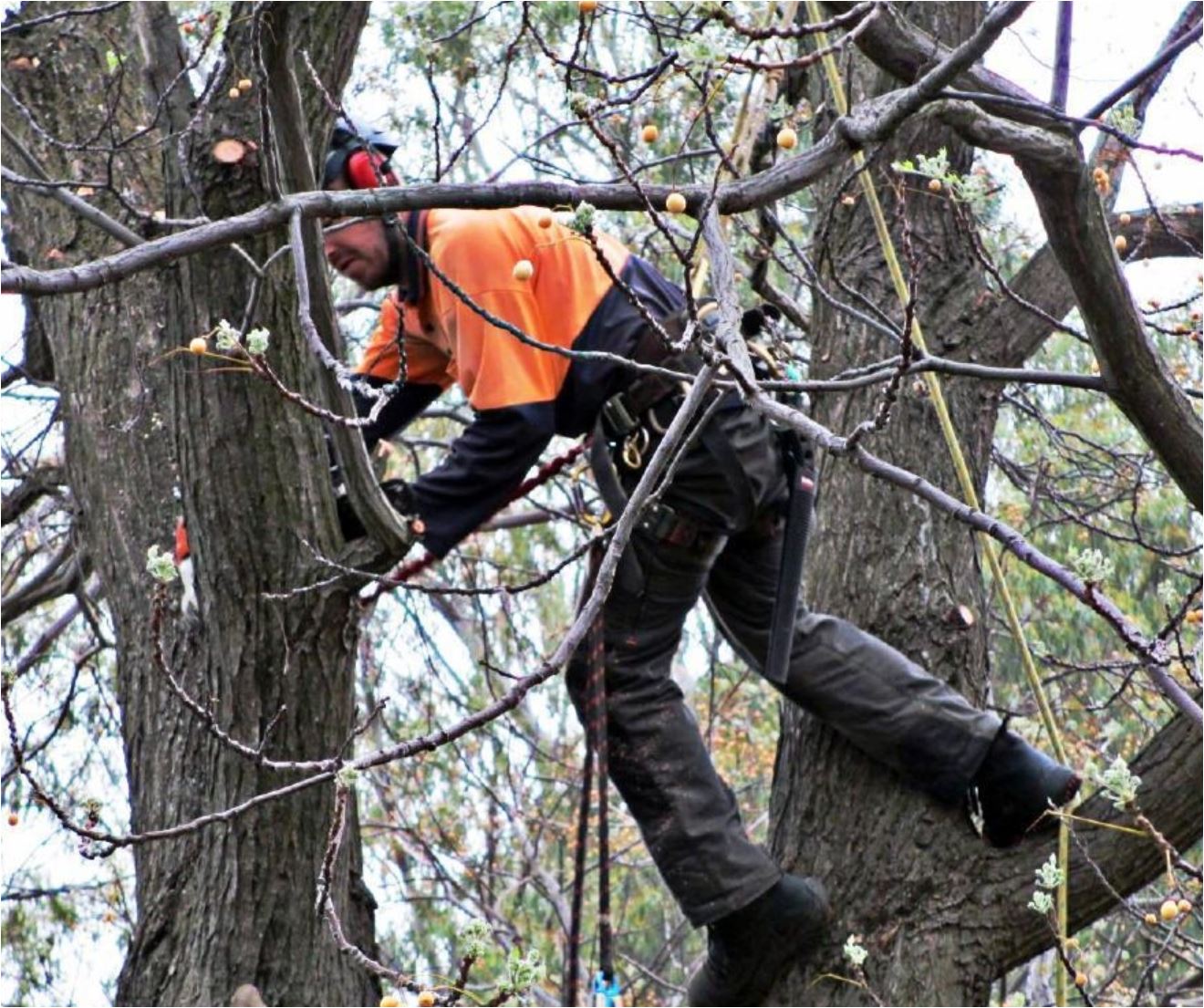 Tree Removal Gawler | Affordable Tree Services in Gawler | Northern Tree Service
