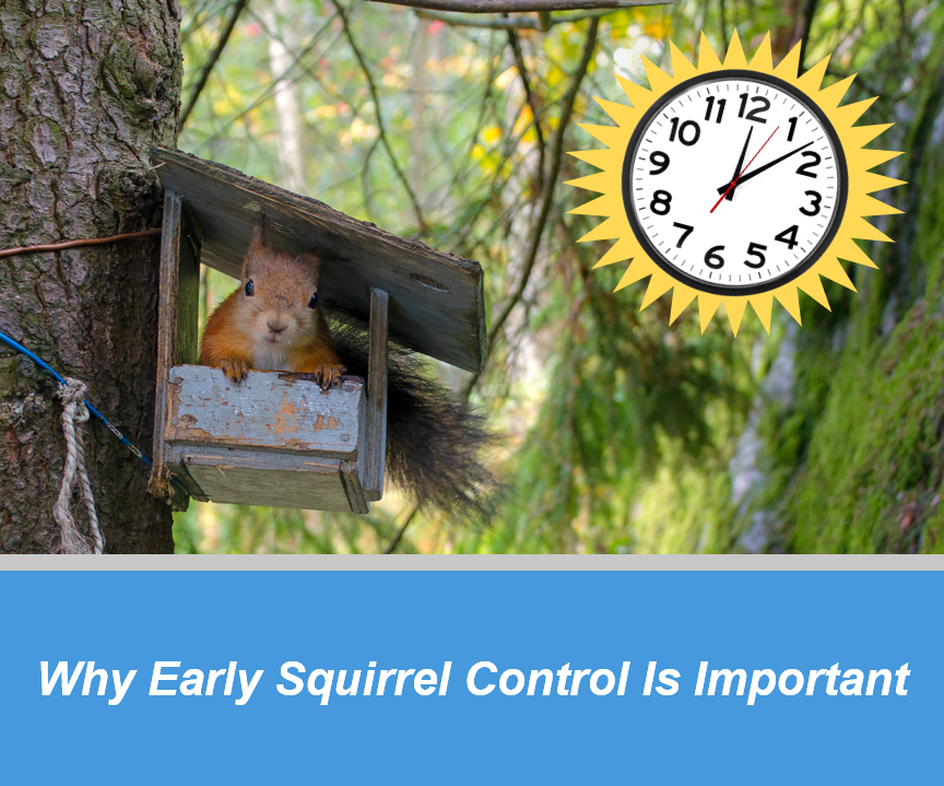 Why Early Squirrel Removal Is Important | Critter Stop