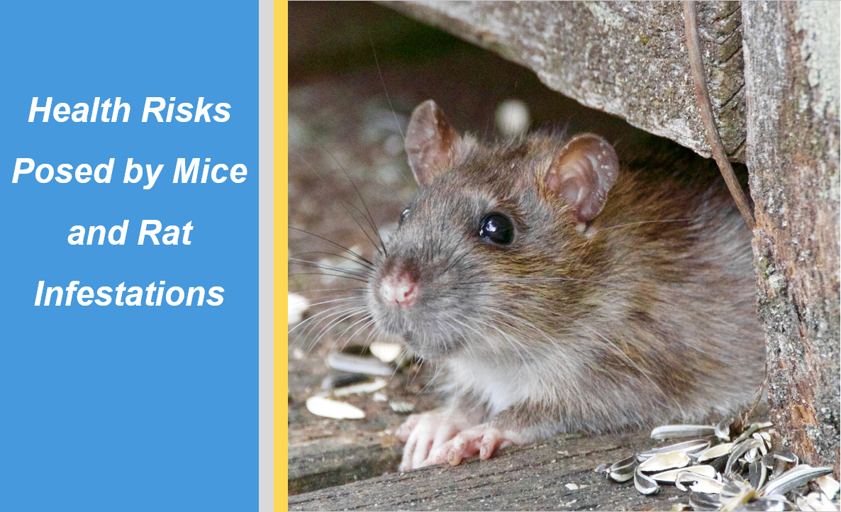 Health Risks Posed by Mice and Rats | Critter Stop | Critter Stop