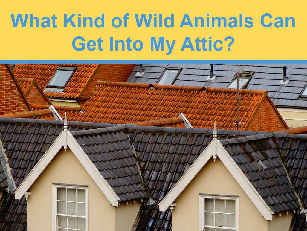What Kind of Wild Animals Can Get Into My Attic? | Critter Stop