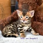 Belle Ami Bengals profile picture