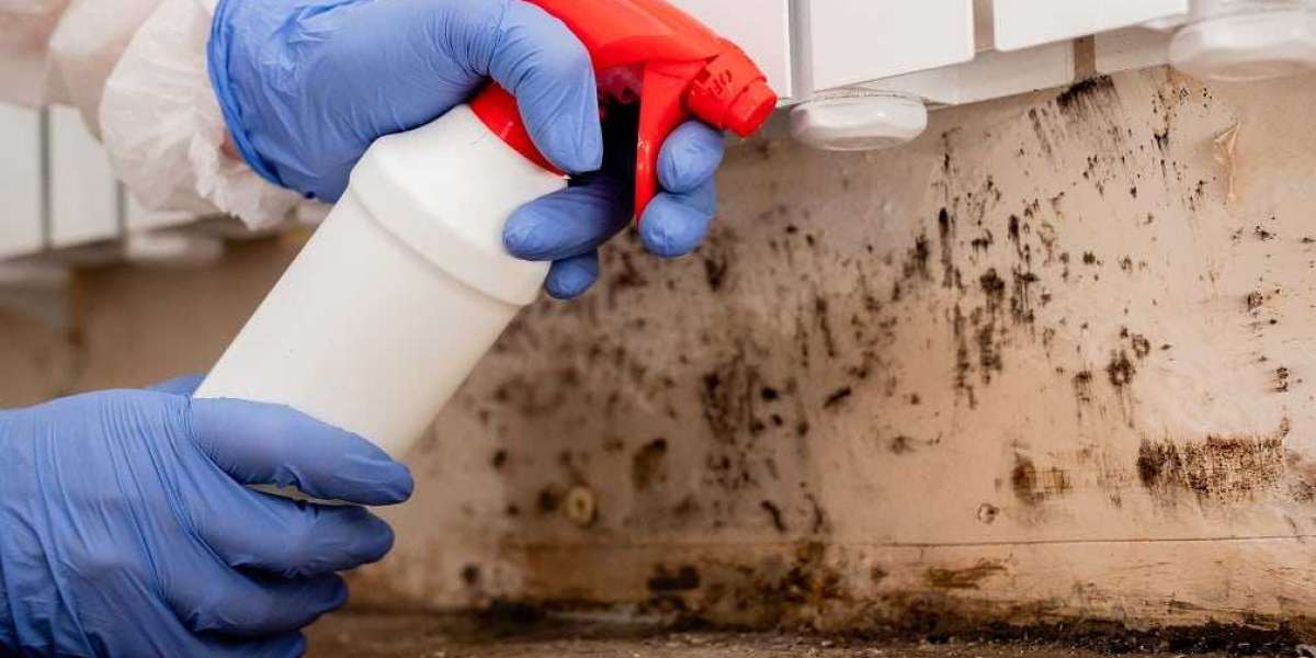 When Do You Need Mold Remediation