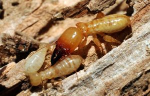 Termite Treatments Services Melbourne | Pest Control Melbourne