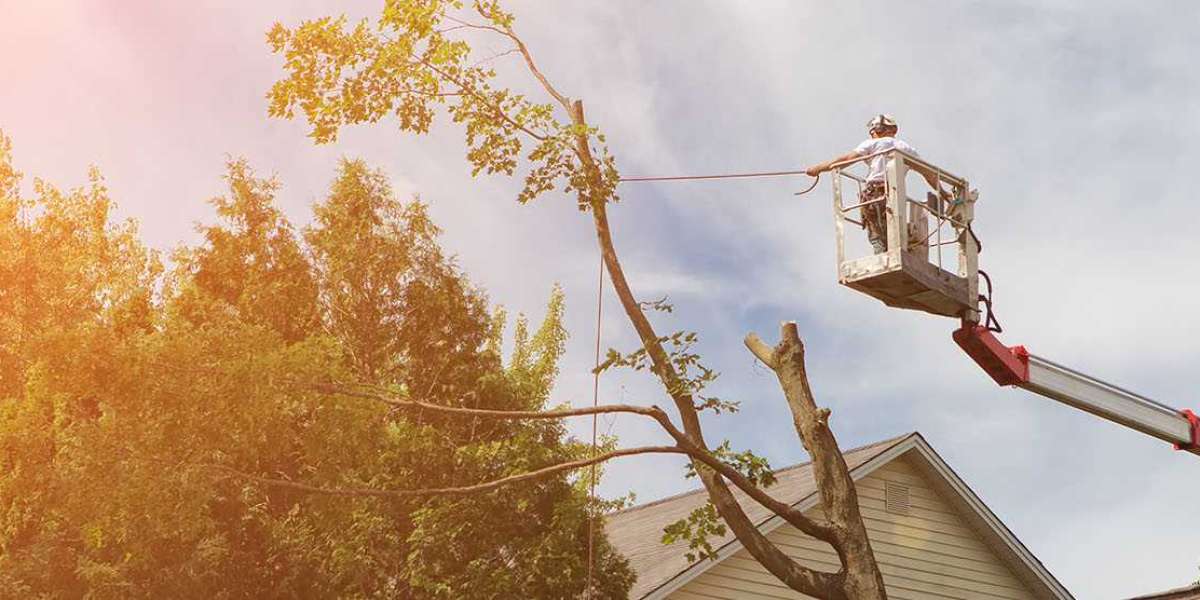 The Main Thing To Look Out For When Hiring A Tree Trimming Service?