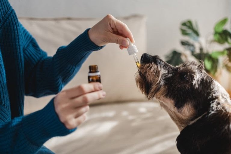 How CBD May Prove to be Helpful for Your Dog