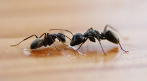 Ant Pest Control Melbourne, Ant Killer & Removal - MR Termites
