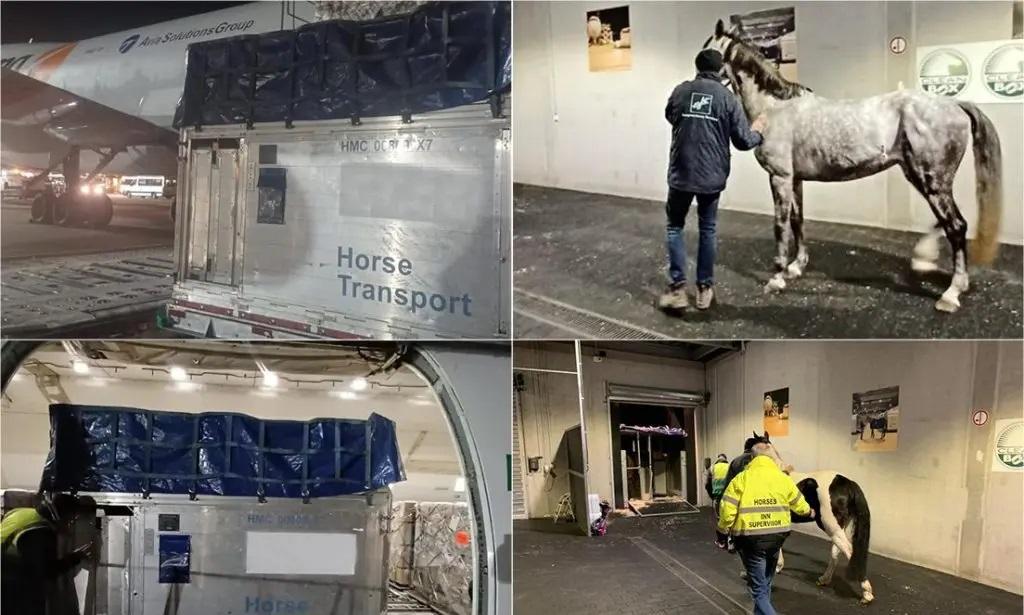 Intradco, Magma transport horses to Congo