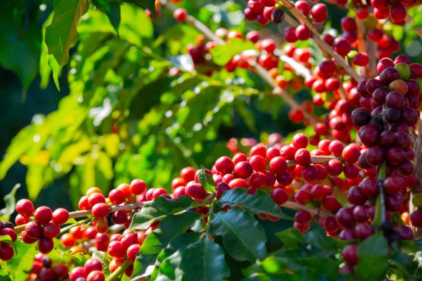 What makes the Kona Coffee Beans matchless and Expensive | by Kona Gold Trading Company | Jan, 2023 | Medium