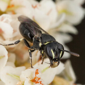 Bees Pest Removal Glen Waverley | Bee Control Service Glen Waverley
