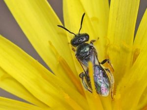 Bees Pest Removal Frankston | Bee Control Service Frankston