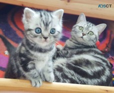 Cats & Kittens for Sale Australia | Find Cats Near Me