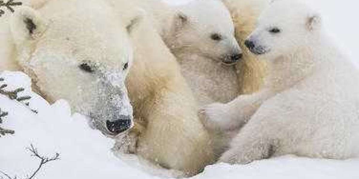 The Cutest Names For Baby Polar Bears