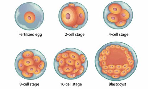 Blastocyst Culture and Day 5 Transfer - Murefertility