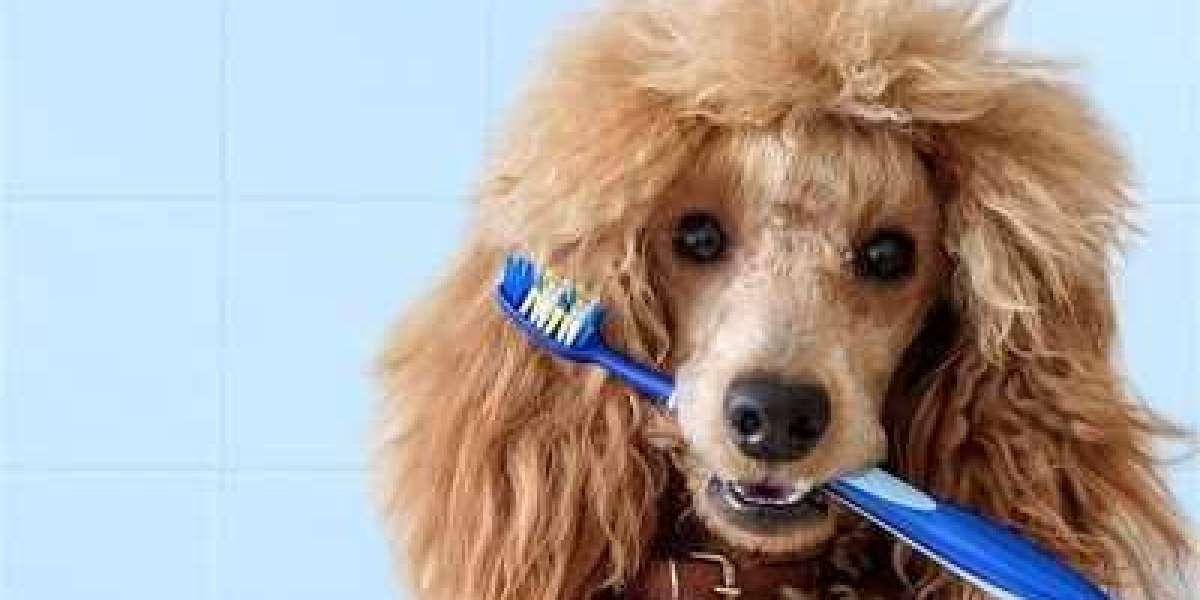 The Value of Veterinary Dental Care to Maintain Your Dog's Oral Health