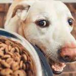 labradorandyou Profile Picture