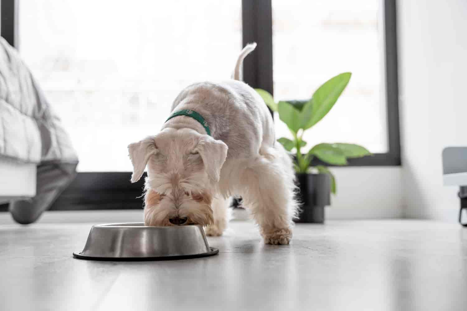 The Ultimate Guide to Dog Nutrition: What You Need to Know