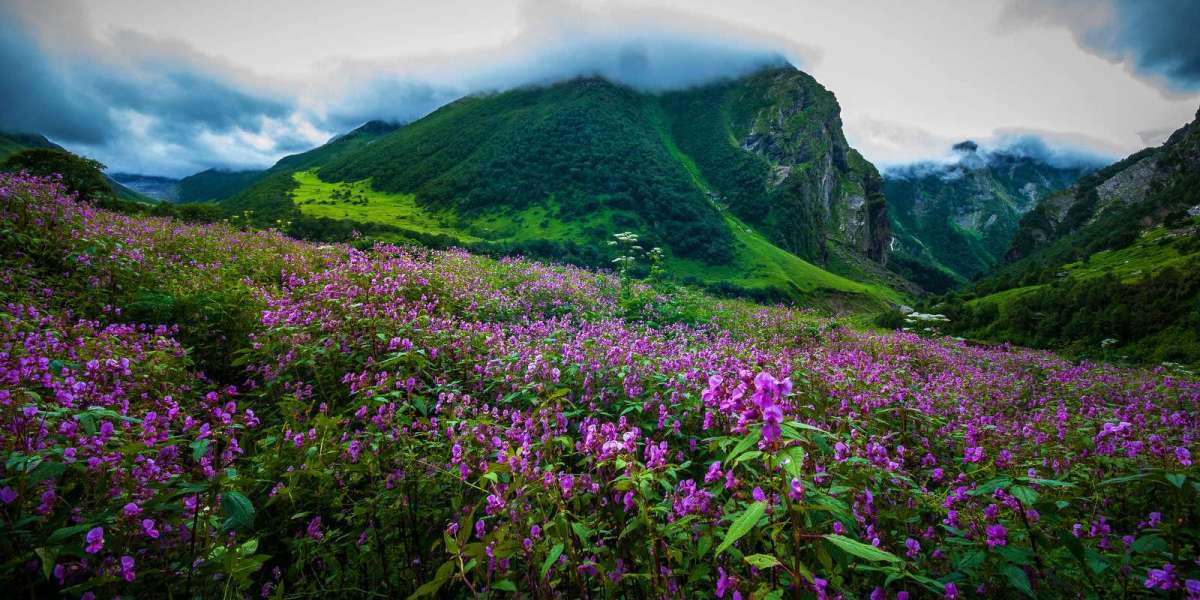 Walking Amongst Wildflowers: Trekking Through the Valley of Flowers