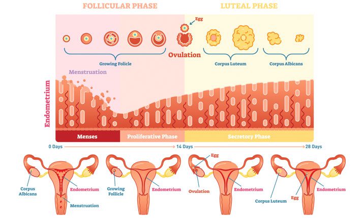 What is Ovulation, Conception, And Getting Pregnant ?