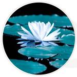 mycounselingconnections Profile Picture