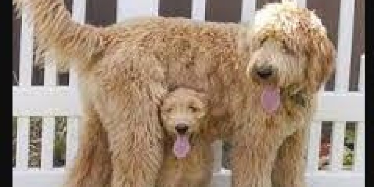 Golden Doodles For Sale Near Me: Finding Your Perfect Furry Companion