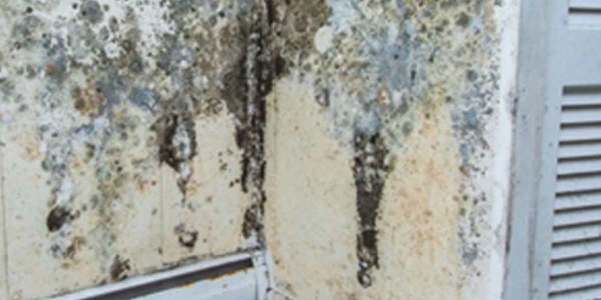 Why Mold Remediation is Crucial for Your Home in Wilmington, NC?