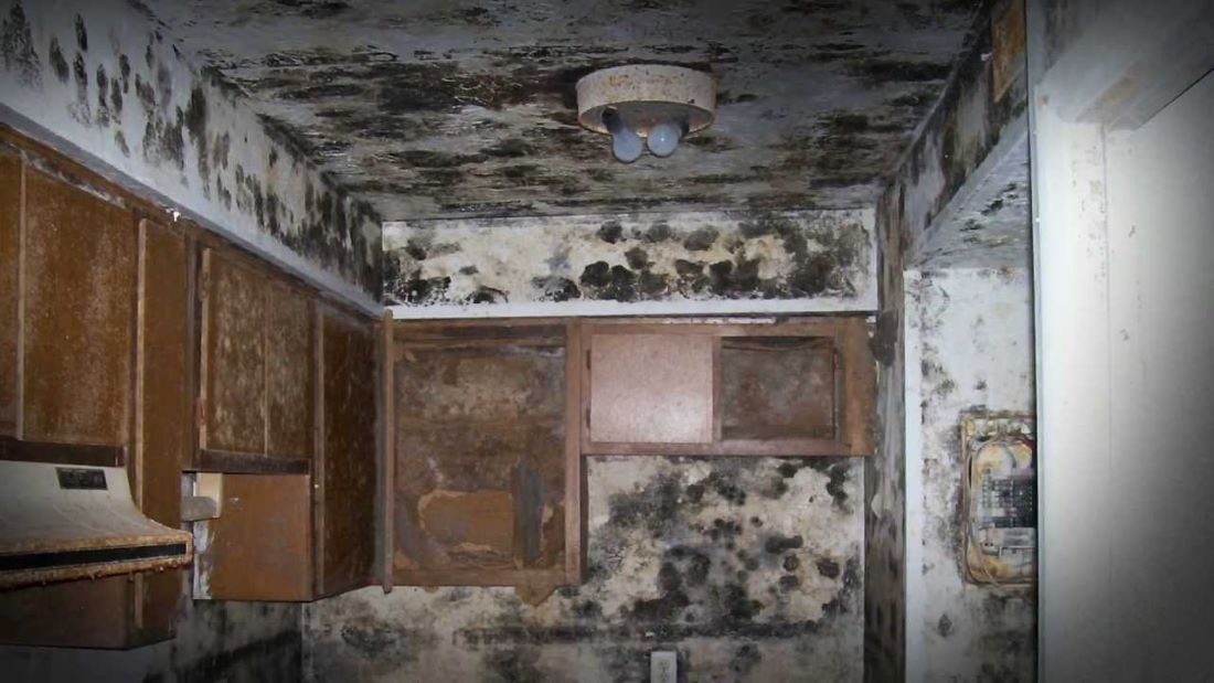 Discovered Mold in The Middle of Your Renovation Project? The First Steps You Need to Take! - Alternative Mindset