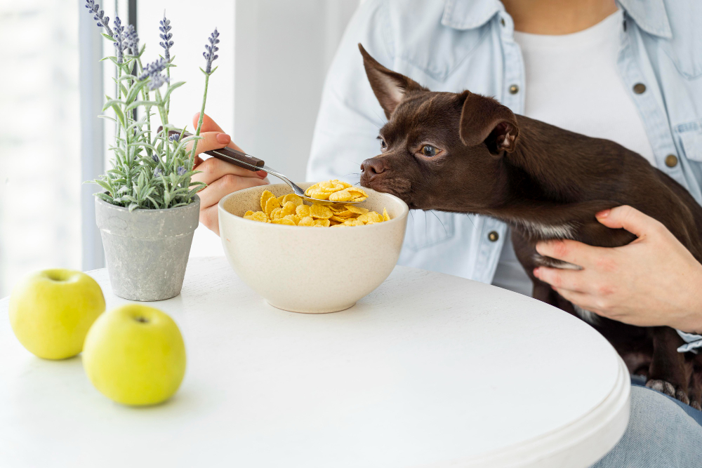 Diet Tips For Dogs With Sensitive Stomachs Conclud