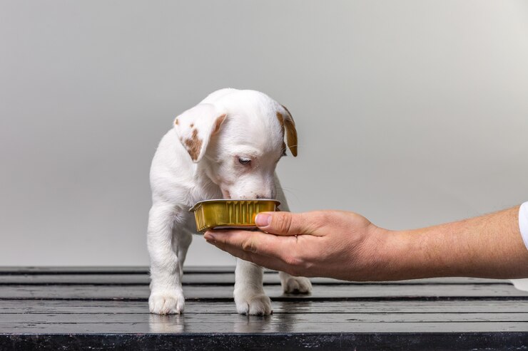 Multivitamins for Dogs: The Best Way to Boost Your Pup's Immune System