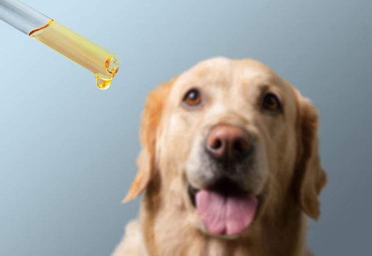 How Does Salmon Oil Affect Your Dog's Health?