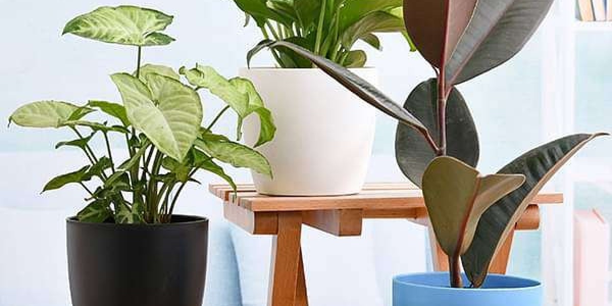 Flourishing Greenery: A Guide to Indoor Plants in Thrissur.