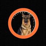 Airlines Pet Policy profile picture