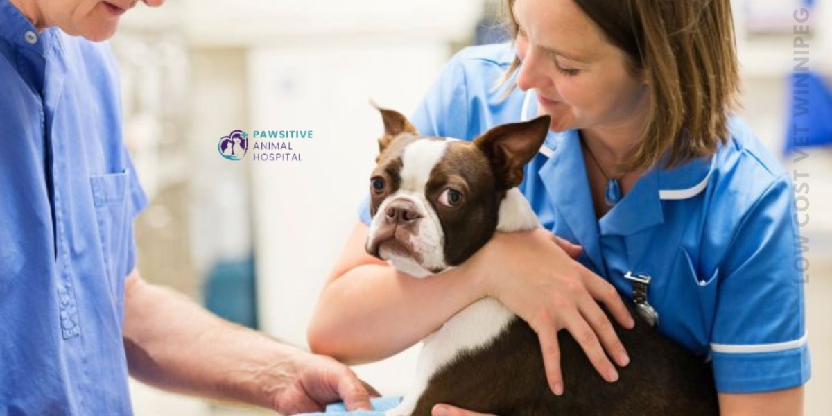 How to Navigate Low Cost Emergency Vet Services in Winnipeg?