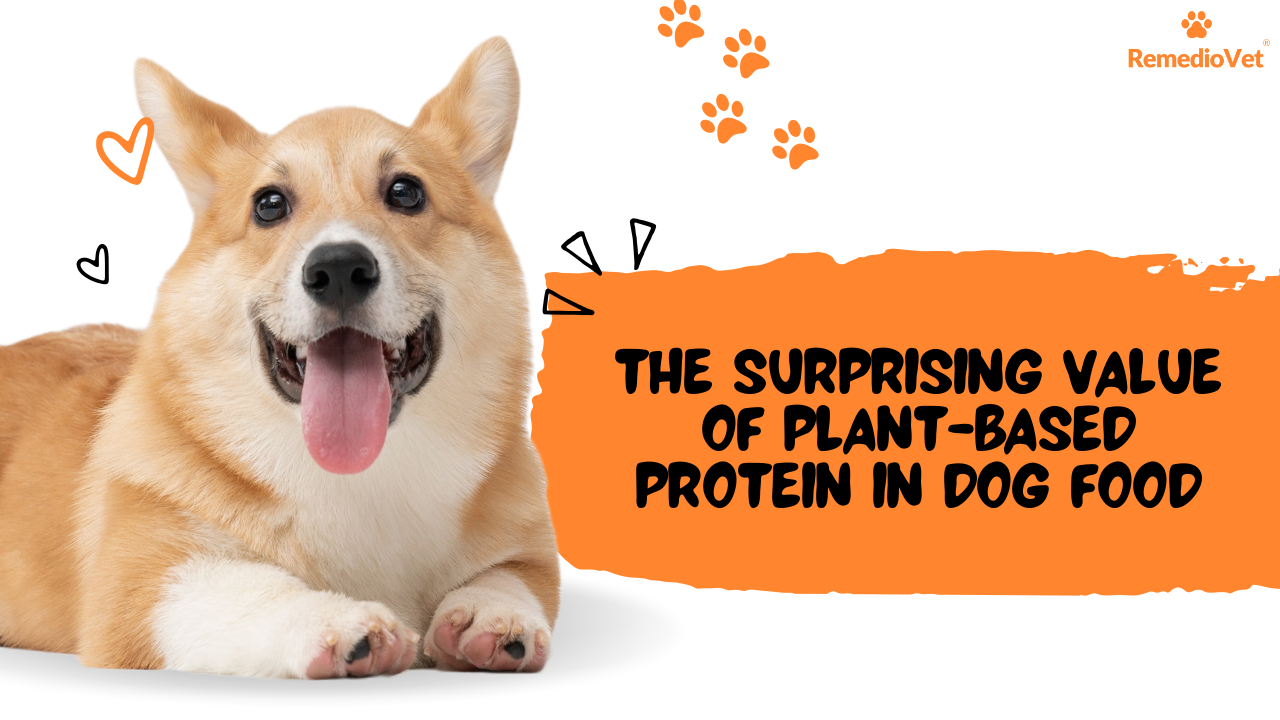 The Surprising Value of Plant-Based Protein in Dog Food