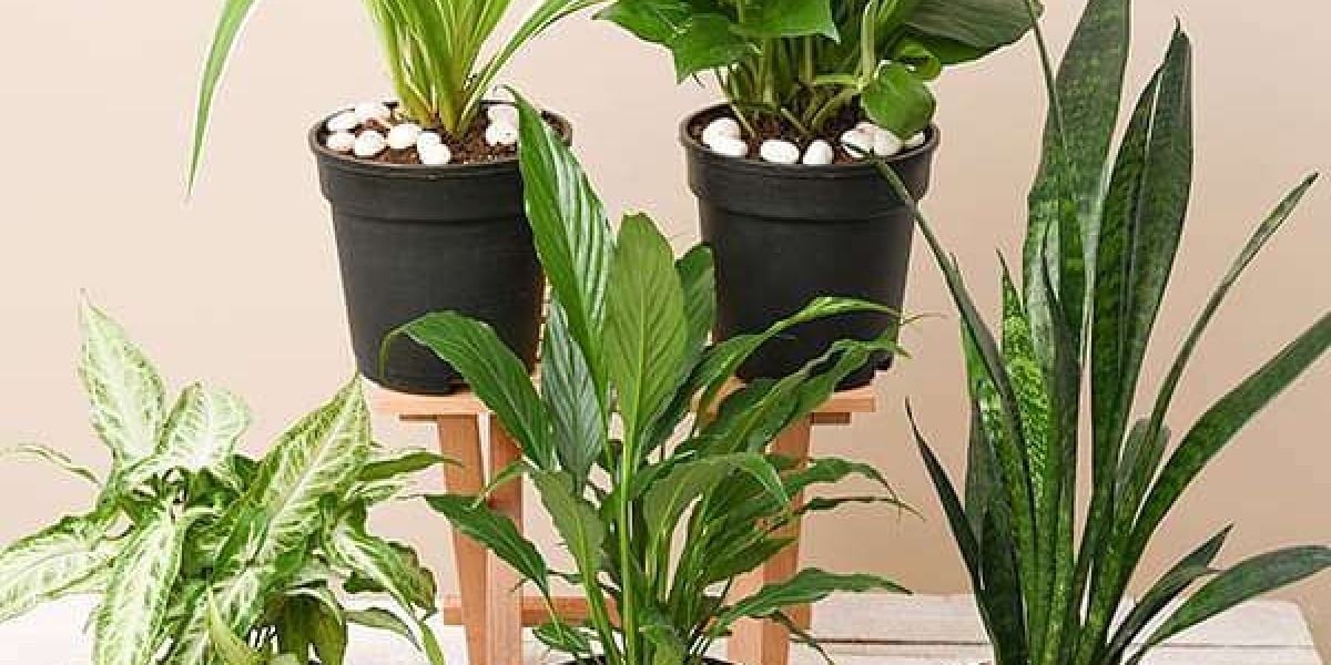 Home Plants Online in India
