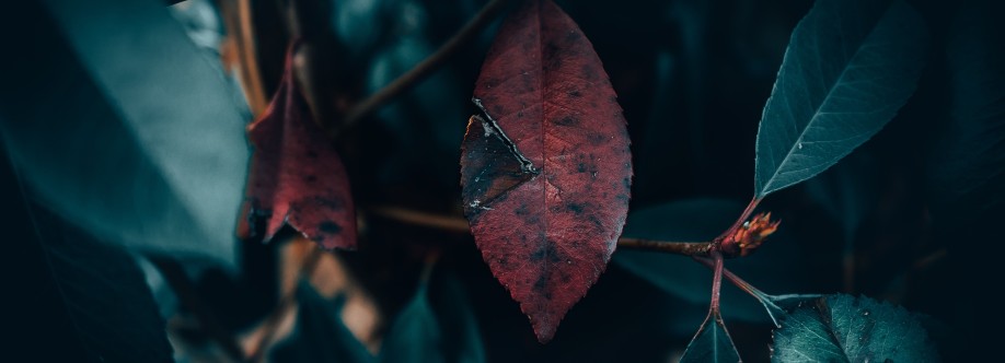 adams lisa Cover Image